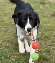KRISTEL, Hund, Mischlingshund in Rumänien - Bild 1