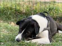 KRISTEL, Hund, Mischlingshund in Rumänien - Bild 2