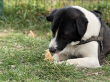 KRISTEL, Hund, Mischlingshund in Rumänien - Bild 4