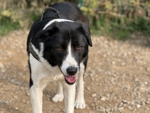 KRISTEL, Hund, Mischlingshund in Rumänien - Bild 5