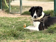 KRISTEL, Hund, Mischlingshund in Rumänien - Bild 6