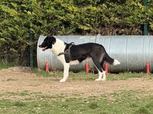 KRISTEL, Hund, Mischlingshund in Rumänien - Bild 7