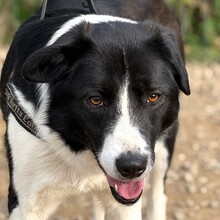 KRISTEL, Hund, Mischlingshund in Rumänien - Bild 8