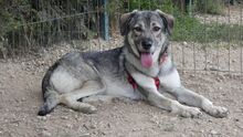 IRMA, Hund, Mischlingshund in Rumänien - Bild 2