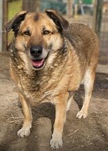 CLYDE, Hund, Mischlingshund in Rumänien - Bild 1
