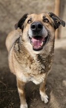 CLYDE, Hund, Mischlingshund in Rumänien - Bild 2