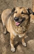 CLYDE, Hund, Mischlingshund in Rumänien - Bild 4