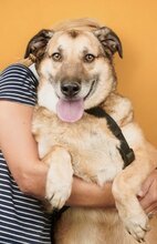 CLYDE, Hund, Mischlingshund in Rumänien - Bild 5
