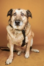 CLYDE, Hund, Mischlingshund in Rumänien - Bild 6