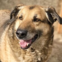 CLYDE, Hund, Mischlingshund in Rumänien - Bild 7