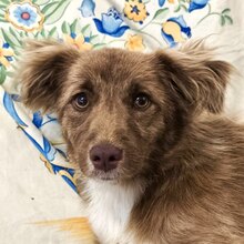 DUFFY, Hund, Mischlingshund in Rumänien - Bild 1