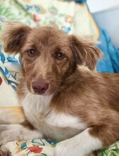 DUFFY, Hund, Mischlingshund in Rumänien - Bild 4