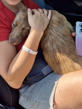 DUFFY, Hund, Mischlingshund in Rumänien - Bild 5