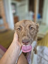 DUFFY, Hund, Mischlingshund in Rumänien - Bild 8