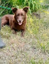 MONTY, Hund, Mischlingshund in Rumänien - Bild 2