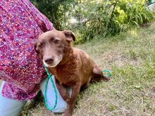 MONTY, Hund, Mischlingshund in Rumänien - Bild 5