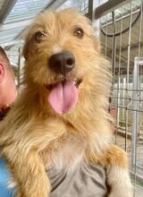 TINY, Hund, Mischlingshund in Rumänien - Bild 2