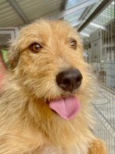 TINY, Hund, Mischlingshund in Rumänien - Bild 3