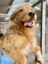 TINY, Hund, Mischlingshund in Rumänien - Bild 4