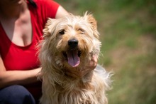 PIXEL, Hund, Mischlingshund in Ungarn - Bild 1