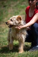 PIXEL, Hund, Mischlingshund in Ungarn - Bild 10