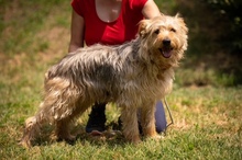 PIXEL, Hund, Mischlingshund in Ungarn - Bild 11