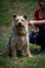PIXEL, Hund, Mischlingshund in Ungarn - Bild 12