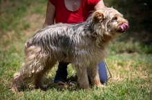 PIXEL, Hund, Mischlingshund in Ungarn - Bild 13