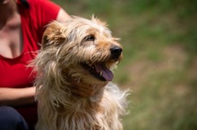PIXEL, Hund, Mischlingshund in Ungarn - Bild 14