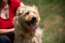 PIXEL, Hund, Mischlingshund in Ungarn - Bild 15