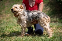PIXEL, Hund, Mischlingshund in Ungarn - Bild 17