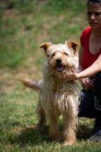 PIXEL, Hund, Mischlingshund in Ungarn - Bild 3