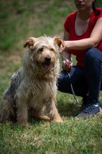 PIXEL, Hund, Mischlingshund in Ungarn - Bild 5