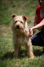 PIXEL, Hund, Mischlingshund in Ungarn - Bild 6