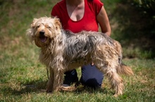 PIXEL, Hund, Mischlingshund in Ungarn - Bild 7