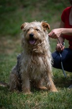 PIXEL, Hund, Mischlingshund in Ungarn - Bild 8