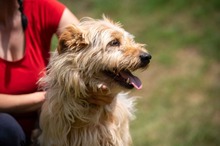PIXEL, Hund, Mischlingshund in Ungarn - Bild 9