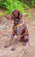 ARES, Hund, Deutsch Kurzhaar in Potsdam - Bild 1