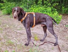 ARES, Hund, Deutsch Kurzhaar in Potsdam - Bild 2