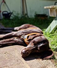 ARES, Hund, Deutsch Kurzhaar in Potsdam - Bild 4