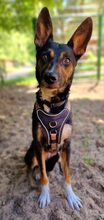 TOKYO, Hund, Mischlingshund in Potsdam - Bild 1