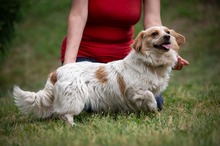 BUCKA, Hund, Dackel-Mix in Ungarn