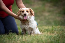 BUCKA, Hund, Dackel Mischling in Ungarn - Bild 10