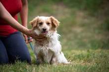 BUCKA, Hund, Dackel Mischling in Ungarn - Bild 11