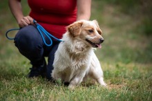 BUCKA, Hund, Dackel Mischling in Ungarn - Bild 12