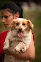 BUCKA, Hund, Dackel Mischling in Ungarn - Bild 13
