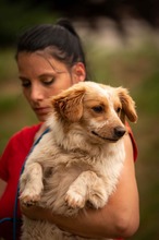 BUCKA, Hund, Dackel Mischling in Ungarn - Bild 14