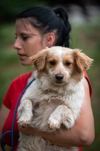 BUCKA, Hund, Dackel Mischling in Ungarn - Bild 15