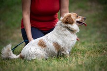 BUCKA, Hund, Dackel Mischling in Ungarn - Bild 16