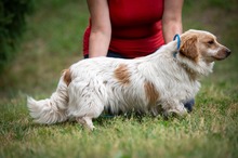 BUCKA, Hund, Dackel Mischling in Ungarn - Bild 17
